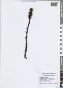 Hypopitys monotropa Crantz, Eastern Europe, Central region (E4) (Russia)