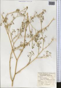 Pimpinella aurea DC., Middle Asia, Kopet Dag, Badkhyz, Small & Great Balkhan (M1) (Turkmenistan)