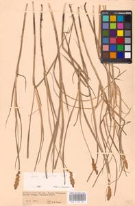 Carex disticha Huds., Eastern Europe, Eastern region (E10) (Russia)