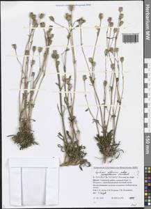 Silene samojedorum (Sambuk) Oxelman, Siberia, Western Siberia (S1) (Russia)