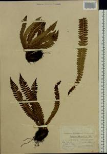 Polystichum lonchitis (L.) Roth, Eastern Europe, Northern region (E1) (Russia)