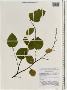 Styrax officinalis L., South Asia, South Asia (Asia outside ex-Soviet states and Mongolia) (ASIA) (Israel)