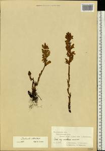 Orobanche alba Steph. ex Willd., Eastern Europe, Central forest-and-steppe region (E6) (Russia)