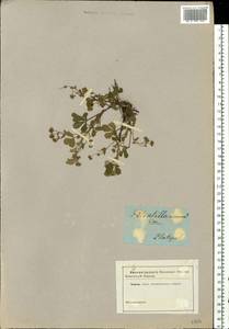 Potentilla cinerea subsp. incana (G. Gaertn., B. Mey. & Scherb.) Asch., Eastern Europe, North Ukrainian region (E11) (Ukraine)