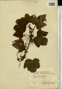 Cuscuta lupuliformis Krock., Eastern Europe, Rostov Oblast (E12a) (Russia)