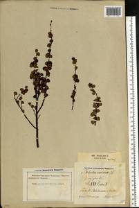 Betula nana L., Eastern Europe, Estonia (E2c) (Estonia)