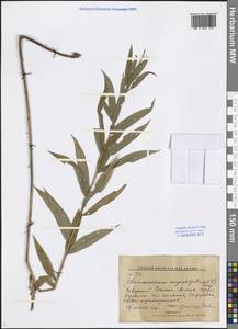Chamaenerion angustifolium (L.) Scop., Siberia, Russian Far East (S6) (Russia)