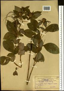 Atractylodes lancea (Thunb.) DC., Siberia, Russian Far East (S6) (Russia)