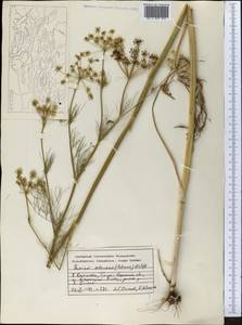 Elwendia setacea (Schrenk) Pimenov & Kljuykov, Middle Asia, Dzungarian Alatau & Tarbagatai (M5) (Kazakhstan)