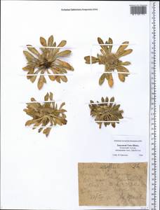 Pentanema rhizocephalum (Schrenk) Sennikov, Middle Asia, Western Tian Shan & Karatau (M3) (Kazakhstan)