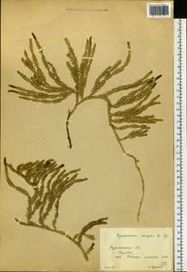 Spinulum annotinum subsp. dubium (Zoëga) J.H.Xue, Chepinoga & K.P.Ma, Eastern Europe, Northern region (E1) (Russia)