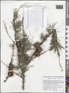 Larix sibirica Ledeb., Siberia, Baikal & Transbaikal region (S4) (Russia)