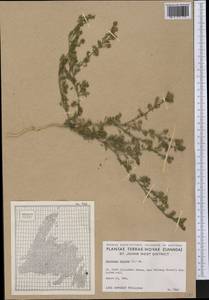 Lepidium didymum L., America (AMER) (Canada)
