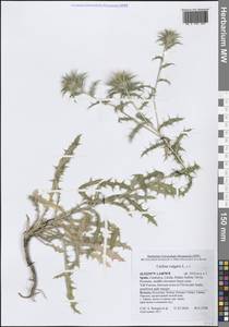 Carlina vulgaris L., Western Europe (EUR) (Spain)