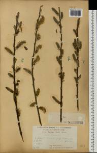 Salix cinerea L., Eastern Europe, Central forest-and-steppe region (E6) (Russia)