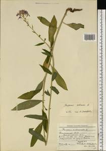 Hesperis sibirica L., Eastern Europe, Eastern region (E10) (Russia)