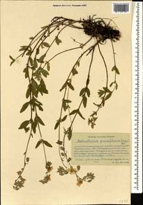 Helianthemum grandiflorum, Caucasus, Stavropol Krai, Karachay-Cherkessia & Kabardino-Balkaria (K1b) (Russia)