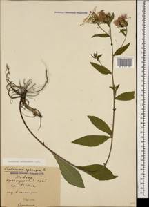 Centaurea phrygia subsp. salicifolia (M. Bieb. ex Willd.) Mikheev, Caucasus, Krasnodar Krai & Adygea (K1a) (Russia)