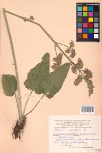 MHA 0 156 211, Salvia nutans L., Eastern Europe, Lower Volga region (E9) (Russia)