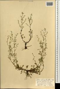 Artemisia anethifolia Weber ex Stechm., Mongolia (MONG) (Mongolia)