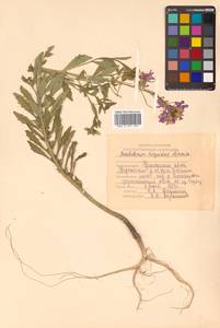 Dontostemon hispidus Maxim., Siberia, Russian Far East (S6) (Russia)