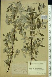 Elaeagnus angustifolia L., Eastern Europe, Rostov Oblast (E12a) (Russia)