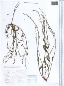 Polygonum argyrocoleum Steud. ex Kunze, Middle Asia, Kopet Dag, Badkhyz, Small & Great Balkhan (M1) (Turkmenistan)