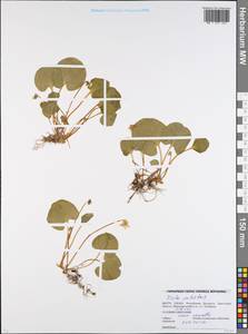 Viola palustris L., Eastern Europe, Belarus (E3a) (Belarus)