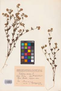 Trifolium arvense L., Eastern Europe, Lithuania (E2a) (Lithuania)