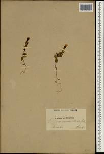 Gentianella caucasea (Loddiges ex Sims) J. Holub, South Asia, South Asia (Asia outside ex-Soviet states and Mongolia) (ASIA) (Iran)