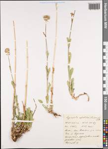 Gypsophila cephalotes (Schrenk) F.N. Williams, Siberia, Altai & Sayany Mountains (S2) (Russia)