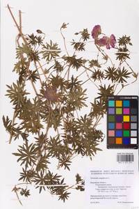 Geranium sanguineum L., Eastern Europe, Central region (E4) (Russia)