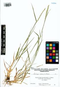 Elymus repens (L.) Gould, Siberia, Baikal & Transbaikal region (S4) (Russia)