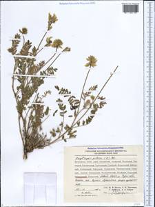 Oxytropis pilosa (L.) DC., Caucasus, Dagestan (K2) (Russia)