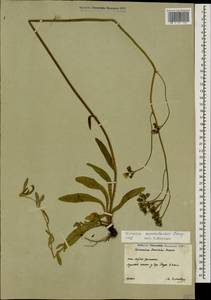 Pilosella auriculoides (Láng) Arv.-Touv., Caucasus, South Ossetia (K4b) (South Ossetia)