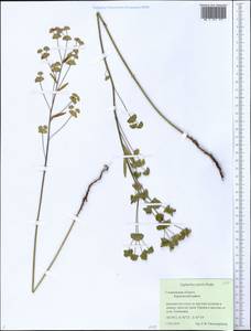 Euphorbia microcarpa (Prokh.) Krylov, Eastern Europe, Middle Volga region (E8) (Russia)