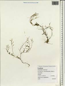 Brassicaceae, South Asia, South Asia (Asia outside ex-Soviet states and Mongolia) (ASIA) (Vietnam)