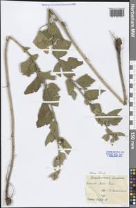 Althaea officinalis L., Middle Asia, Caspian Ustyurt & Northern Aralia (M8) (Kazakhstan)