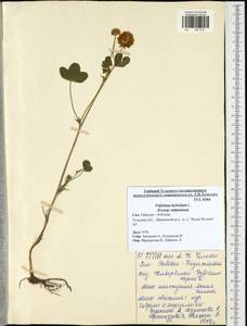 Trifolium hybridum L., Eastern Europe, Central region (E4) (Russia)