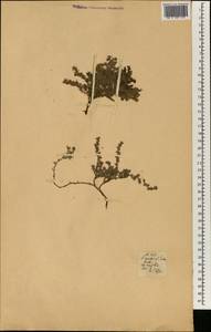 Lamiaceae, Africa (AFR) (Portugal)