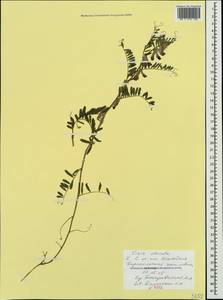Vicia pannonica subsp. striata, Crimea (KRYM) (Russia)