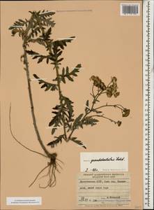 Jacobaea erucifolia subsp. grandidentata (Ledeb.) V. V. Fateryga & Fateryga, Caucasus, Dagestan (K2) (Russia)
