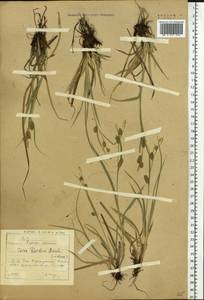 Carex diluta subsp. diluta, Siberia, Baikal & Transbaikal region (S4) (Russia)