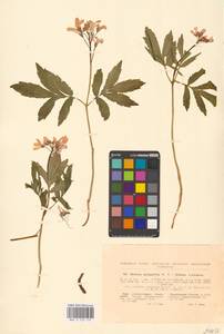 Cardamine quinquefolia (M.Bieb.) Schmalh., Eastern Europe, North Ukrainian region (E11) (Ukraine)