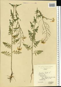 Sisymbrium loeselii L., Eastern Europe, Central region (E4) (Russia)