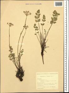 Pimpinella tragium Vill., Caucasus, Armenia (K5) (Armenia)
