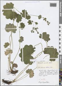 Alchemilla nemoralis Alechin, Eastern Europe, Lower Volga region (E9) (Russia)