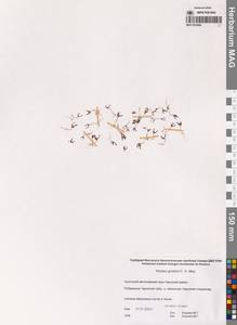 Atriplex gmelinii C.A.Mey. ex Bong., Siberia, Chukotka & Kamchatka (S7) (Russia)