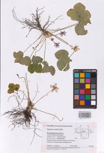 Hepatica nobilis Schreb., Eastern Europe, Central region (E4) (Russia)