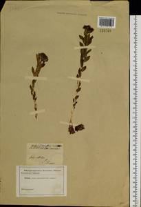 Rhodiola rosea L., Siberia (no precise locality) (S0) (Russia)